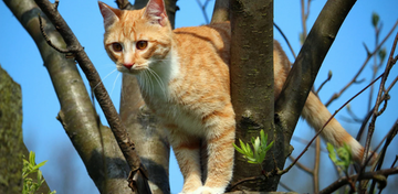 How to Get a Cat Out of a Tree: What to Do