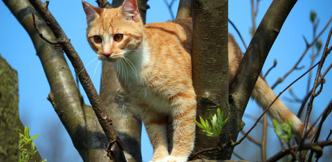 How to Get a Cat Out of a Tree: What to Do